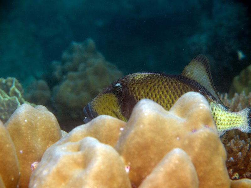 House Reef, Titan Trigger Fish